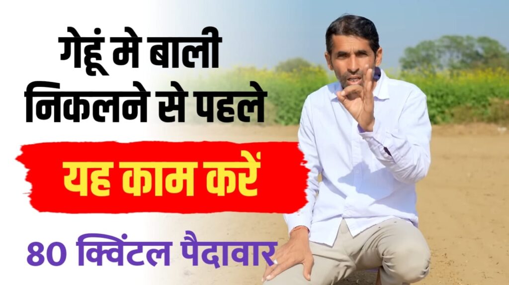 गेहूँ की खेती: 80 क्विंटल पैदावार के लिए अपनाएं यह चमत्कारी फॉर्मूला
