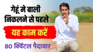 गेहूँ की खेती: 80 क्विंटल पैदावार के लिए अपनाएं यह चमत्कारी फॉर्मूला