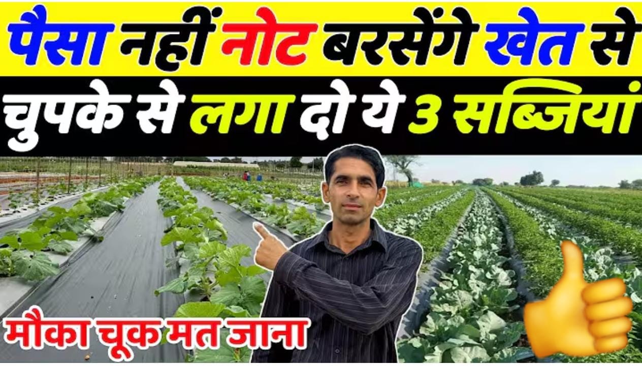 खेत से बारिश होगी नोटों की जल्दी से लगा लो ये 3 सब्जियाँ…