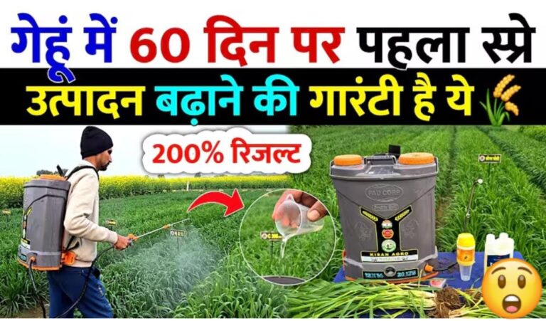 गेहूं मे 60 दिन पर यह स्प्रे करें, बंपर पैदावार हो जायेगी