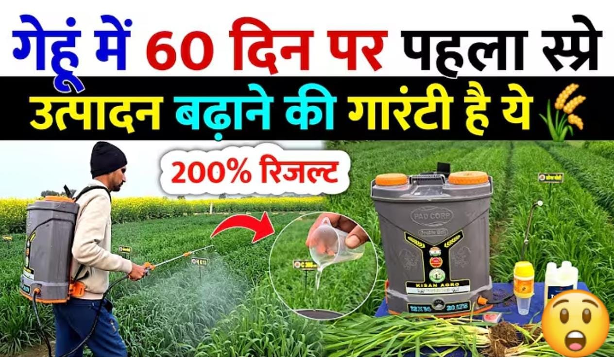 गेहूं मे 60 दिन पर