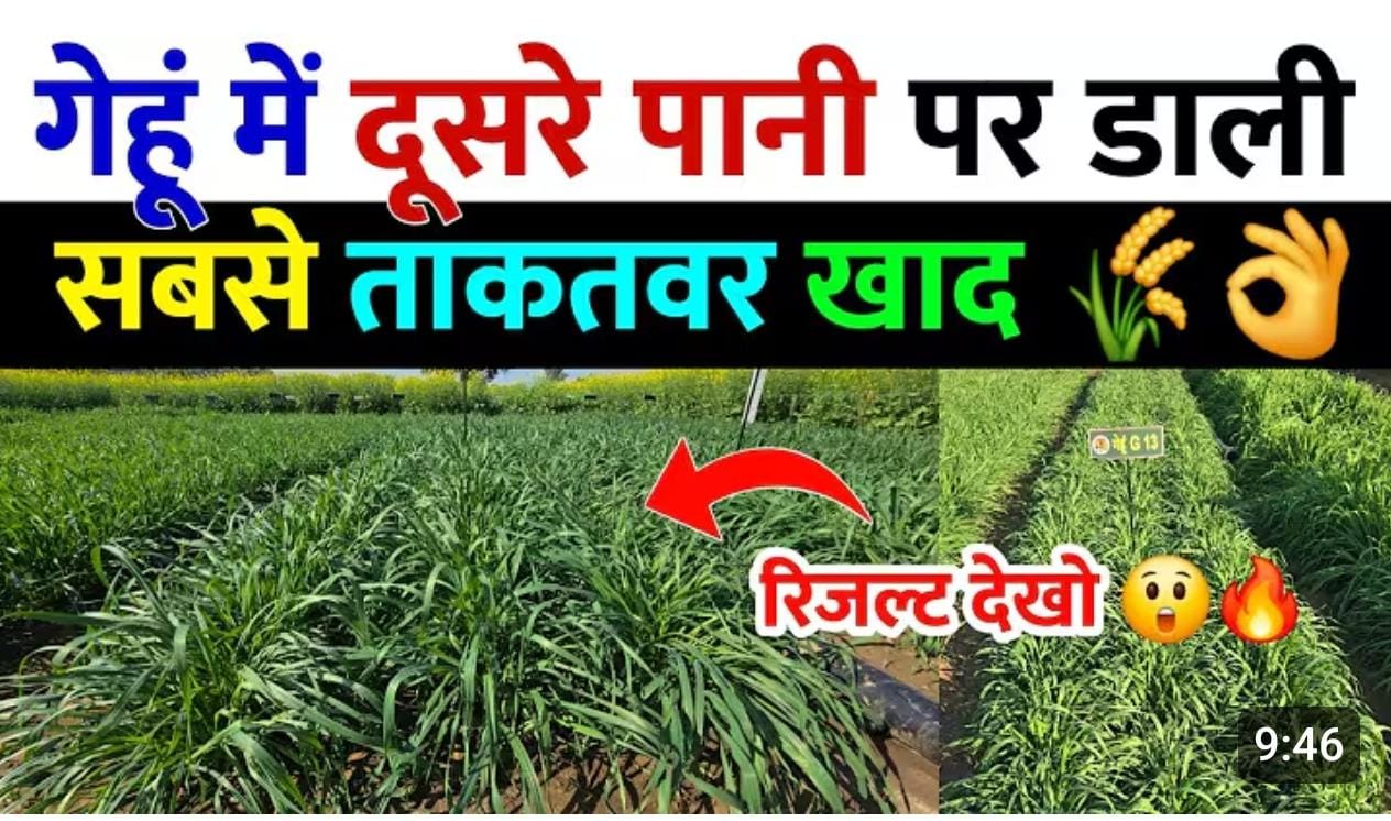 गेहूं मे दुसरे पाणी